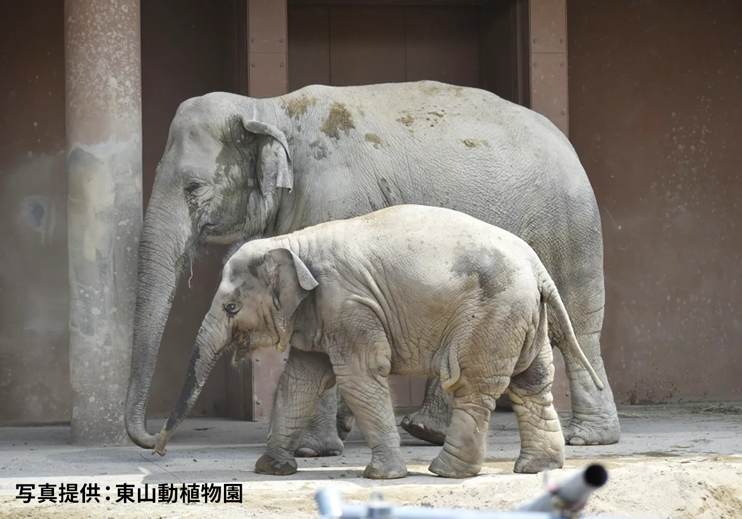 CANOX SDGzooでさぽーとしているの東山動物園の様子